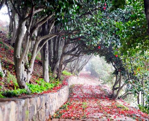 [KTX-당일] 거제 동백 군락지 장사도 까멜리아/외도 보타니아 (택1) 당일 기차여행 [서울역,광명역]