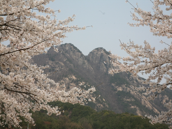 [ KTX -당일]  계룡산 동학사 벚꽃 / 계족산 황톳길 / 웰빙 족욕 봄꽃여행(당일) 3/21~4/12