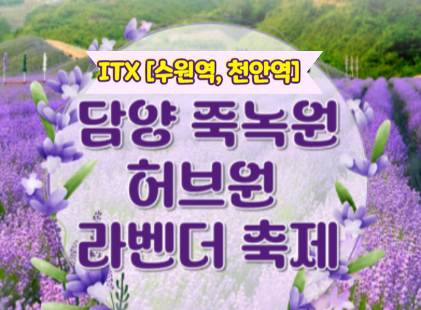 [새마을호- 수원역,천안역 출발] 담양(죽녹원/메타쉐콰이어길) / 보랏빛 향기 가득한 정읍 라벤더 축제 당일여행 -중식포함 [ 5/23~6/30 ]