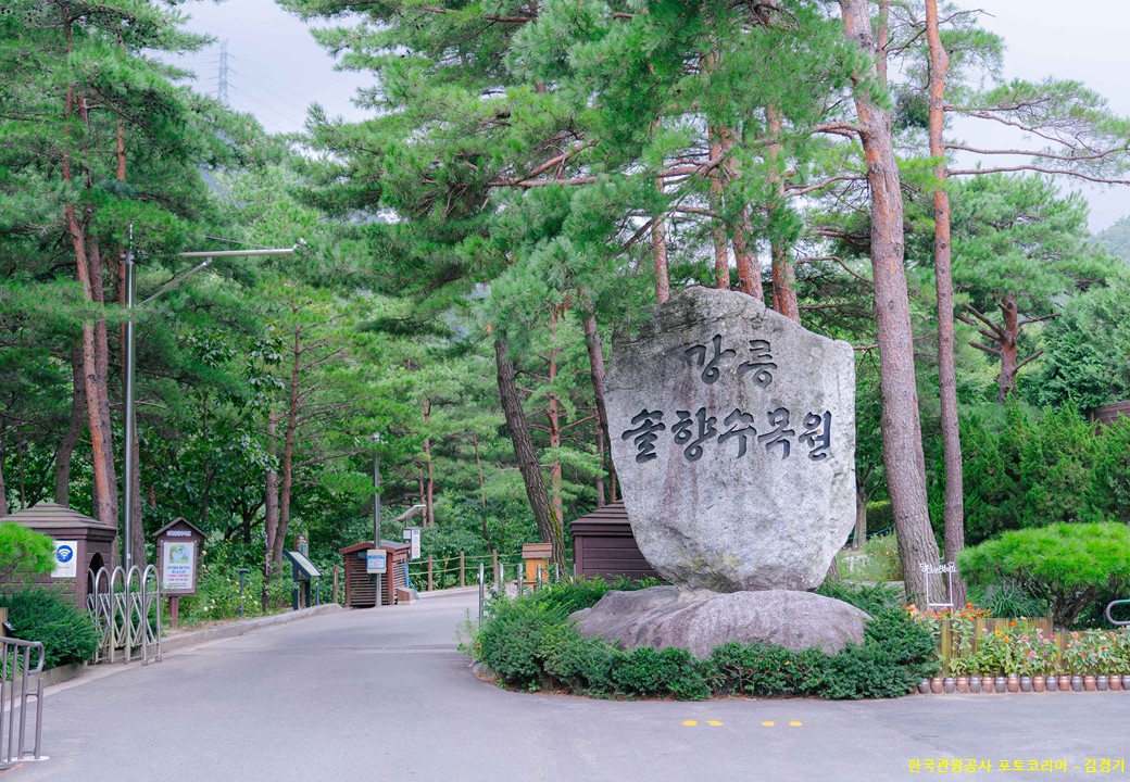 [ KTX - 당일]  강원도 구석구석 [ 정동진 / 오죽헌 / 솔향수목원 여행(당일)