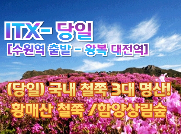 [새마을호-당일] (수원역,천안역출발)  국내 철쭉 3대 명산! 황매산 철쭉 / 함양상림숲 여행(당일) 4/11~5/17