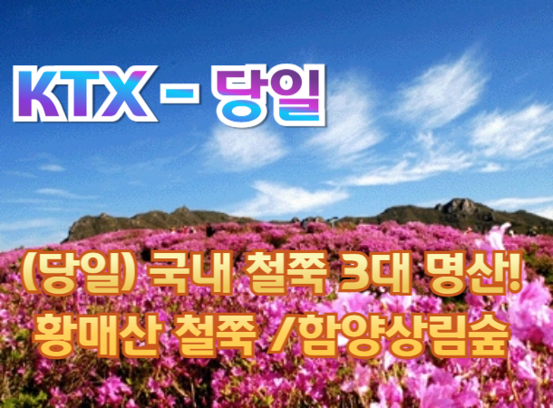 [KTX-당일] 국내 철쭉 3대 명산! 황매산 철쭉 / 함양상림숲 여행(당일) 4/11~5/17